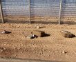 ארבעה תושבי הפזורה ניסו להבריח 60 קילו של סמים לישראל, ונתפסו "על חם"