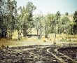 הנזק הגדול מטרור העפיפונים :  שריפות היער בעוטף עזה משמידות את היערות הביטחוניים