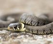 עונת הנחשים החלה מה ניתן לעשות כדי לצמצם את המפגש של האדם עם הנחש?