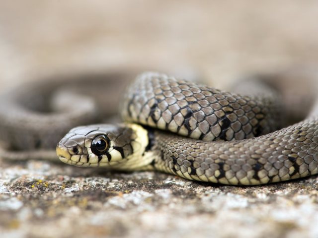 depositephoto  נחש אילוסטרציה
