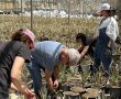 רופאים, מנתחים ואחיות ממחלקת ניתוחי כבד והשתלות באיכילוב בשתילת אננסים בעוטף עם "חיבורים בחקלאות"