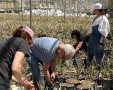 קרדיט: חיבורים בחקלאות.