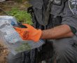 56 חממות וכ-25 אלף שתילים החשודים כקנאביס אותרו באזור רמת הנגב