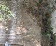 מחזה יוצא דופן בנחל שורק: מיליוני עכבישים יצרו שמיכת קורים ענקית לאורך גדות הנחל