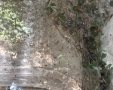 שמיכת קורי ענק עוטפת את הצמחייה בנחל שורק צילום - יחיעם דהן, מתנדב רשות הטבע והגנים (6)