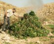 מבצע בדרום: כ־9,950 שתילי מריחואנה נתפסו ב־24 חממות