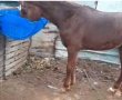 איחוד מרגש: סוס שנגנב לפני מספר חודשים מאחוזם אותר וחזר לבעליו