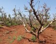חוסר ביבול אפרסק צילום אסף שמיר קנט