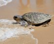 למען צבי הים: מועצה אזורית חוף אשקלון מקדימה אירועים כדי לא לפגוע בעונת הטלת צבי הים
