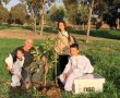 קק"ל ומועצת הדבש נוטעות כ-45 אלף עצים צוּפָנִיִים ברחבי הארץ, בעיקר בעוטף ישראל