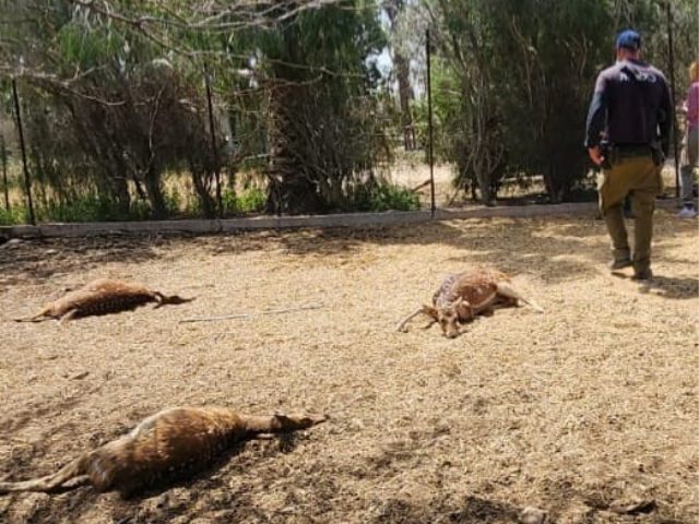 (צילום: דמיאן מקיץ ואוהד דרזמן)