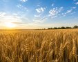 שדה חיטה AI