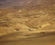 בעוד הקיץ בעיצומו- להקות ראשונות של חסידות נצפו בערבה התיכונה