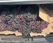 נתפס ״על חם״ גונב תוצרת חקלאית מסוג ענבים במשקל 110 ק״ג  בשטח המועצה האזורית לכיש 