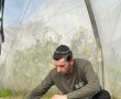 המכינה החרדית "ניצוץ באמונה" יצאה להתנדבות חקלאית בעוטף עזה: חיבור לאדמה, לעם ולערכים