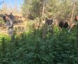 שדה קנאביס ענק אותר ליד קיבוץ ברור חיל