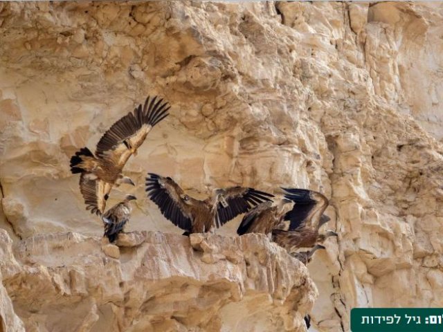 צילום גיל לפידות