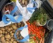 מכל הבא ליד: תושבי תל שבע נעצרו לאחר ששדדו חקלאים באזור