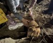 לוחמי האש חילצו כלבה מבור בעומק 20 מטרים במושב אביגדור