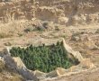 לוחמי מג״ב השמידו מעל 10,000 שתילי סמים שאותרו בחממות בנגב
