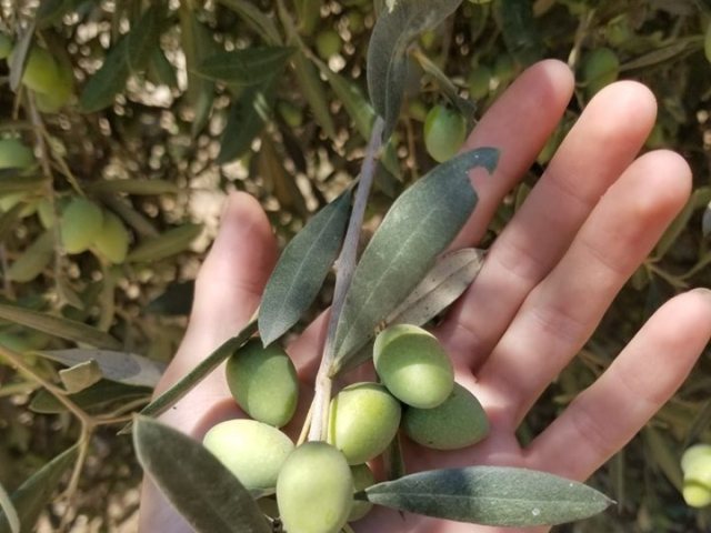 מסיק זיתים